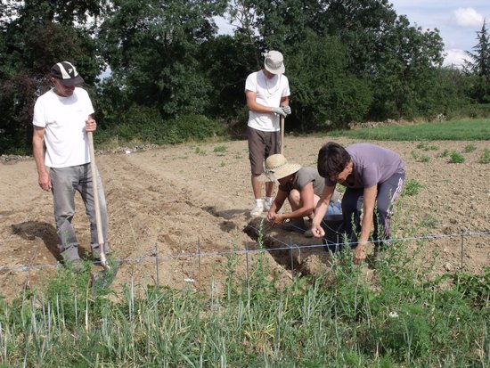 Plantation et entretien de la safranière