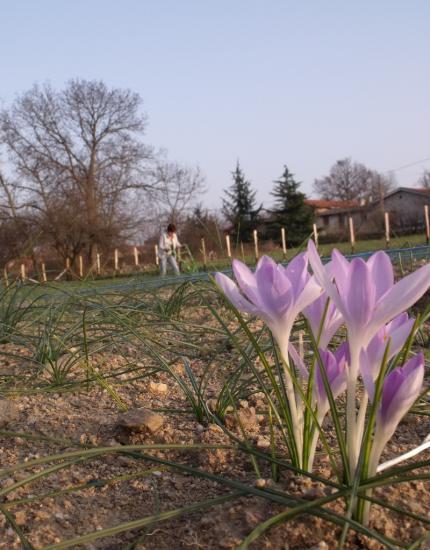 crocus-plus.jpg