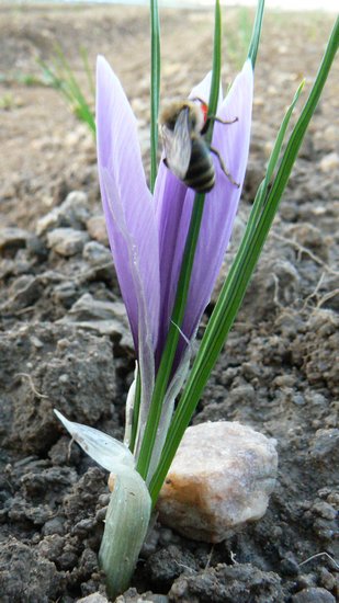 fleur-abeille.jpg