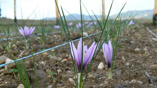fleurs-pleinch.jpg