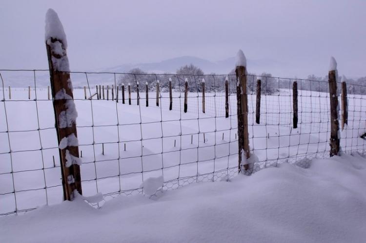 safran-sous-la-neige.jpg